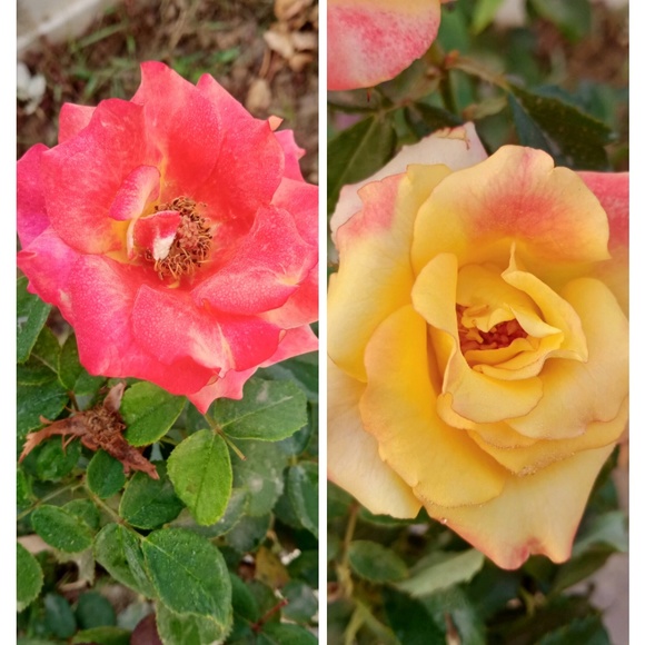 ajaymishra995